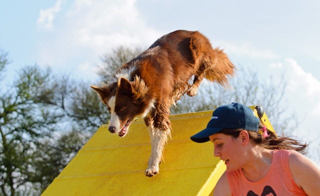 Hunde25
