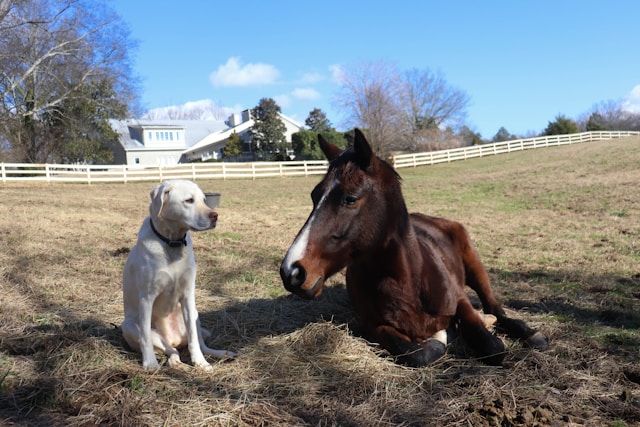 Hunde23