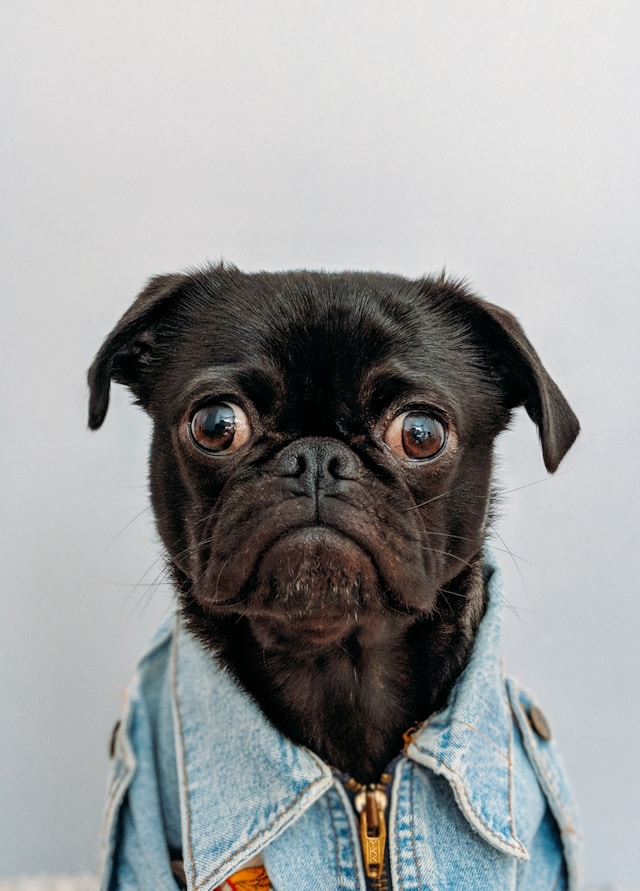 Hunde24